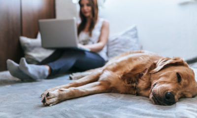 Frau arbeitet auf dem Bett am Laptop und ein Hund liegt daneben