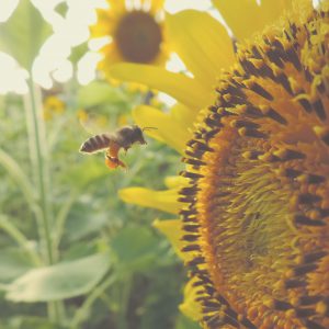 Biene bestäubt Sonnenblume