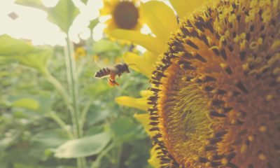 Biene bestäubt Sonnenblume