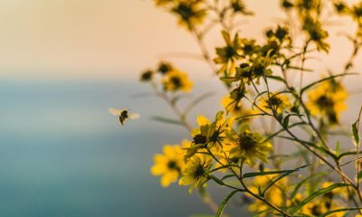 Biene bestäubt gelbe Blumen