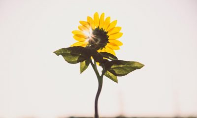 Eine Sonnenblume in der Sonne