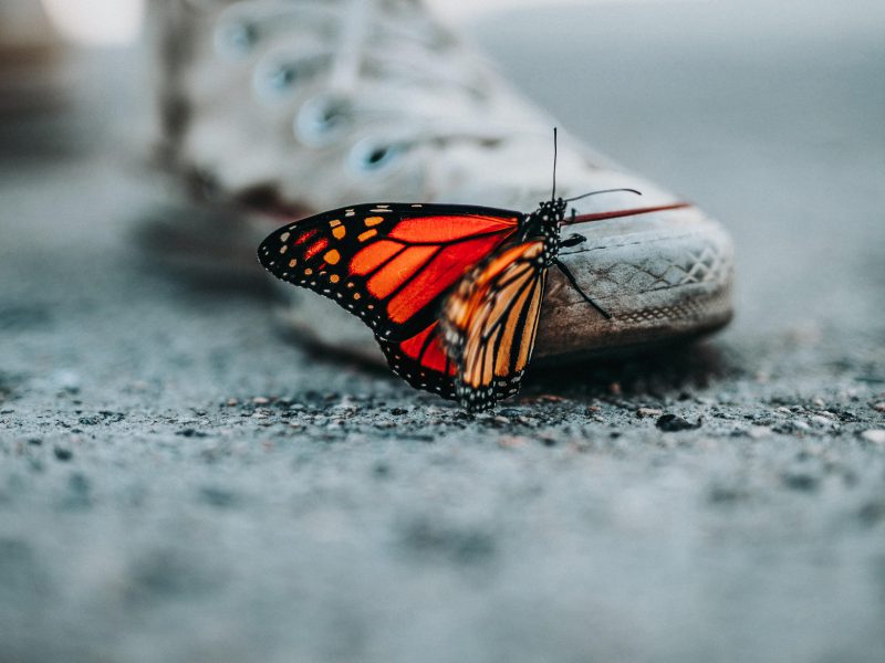 Schmetterling sitzt auf Schuh