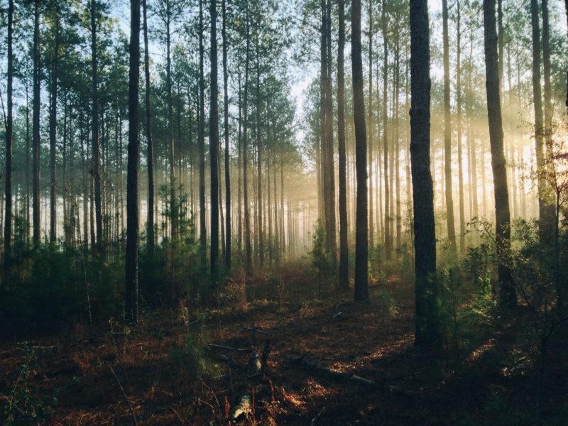 Foto eines Waldes: Viele Bäume und Licht, das durch sie scheint. Romantisch-entspannte Natur-Atmosphäre.