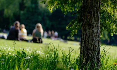 Ein Foto eines Parks, bzw einer Wiese mit einem Baum. Im Hintergrund ein paar Menschen, die auf dem Rasen picknicken und hinter ihnen noch weitere Bäume